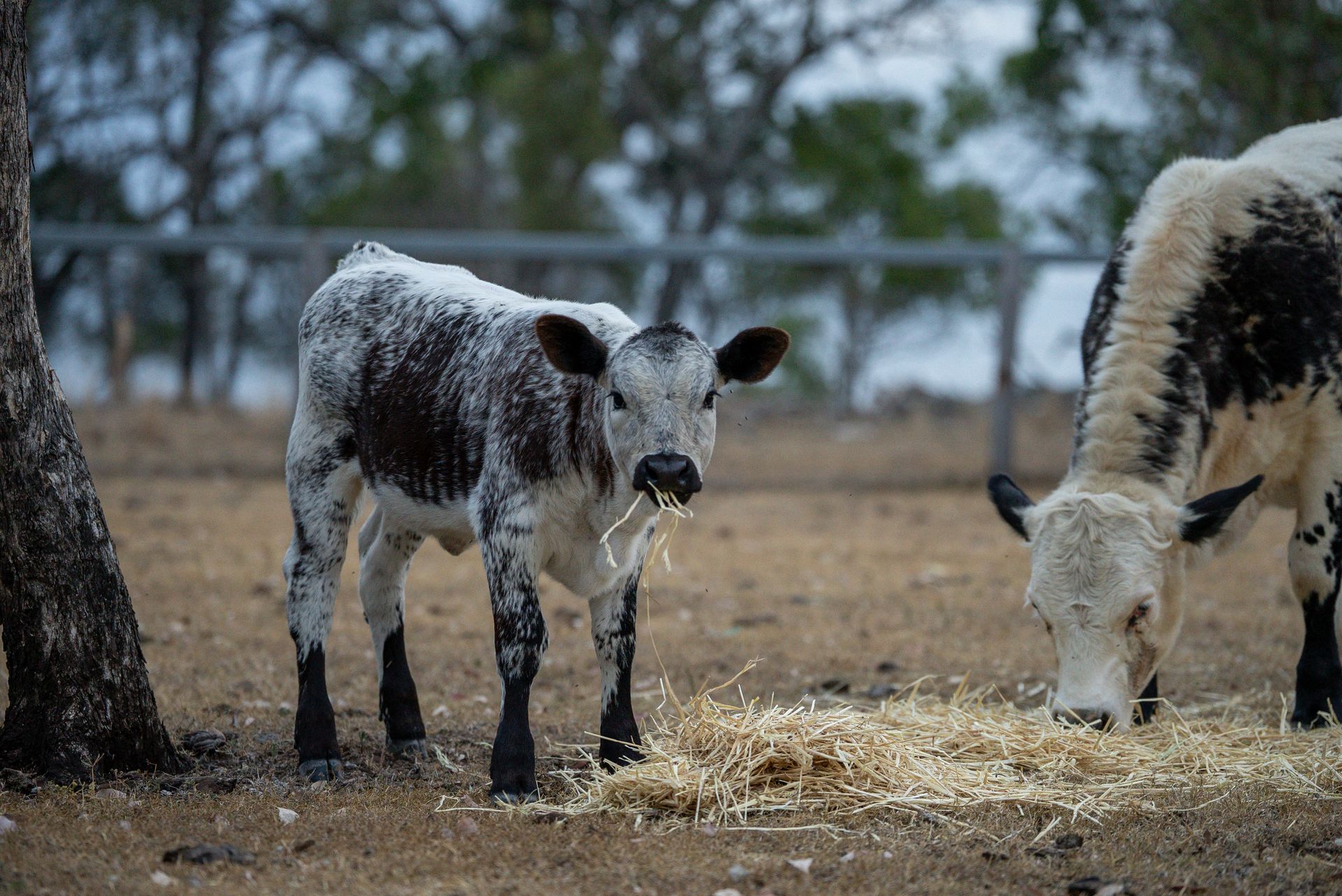 Will Kill For You - Terms &amp; Conditions